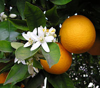 Naranča - zvijezda među ljekovitim voćem