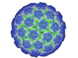 HPV