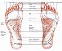 refleksoloska mapa, zone na stopalu