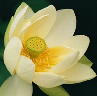 lotus mudrosti