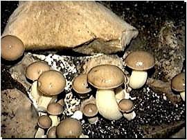 Nisu gljive uvijek otrovne