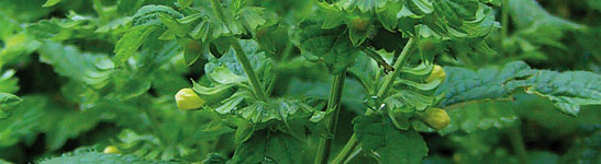 Mirisavi matičnjak - Melissa officinalis L.)