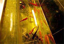 Zlatne ribice drže u urinu