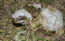 Žaba preživjela 40 minuta u trbuhu psa