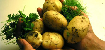 Švedska otvara studij o krumpiru