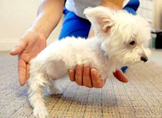 Psić rođen bez prednjih nogu hoda uz pomoć proteze