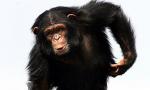 Španjolski parlament majmunima daje ljudska prava