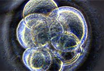 Jedan test otkriva sve bolesti embrija