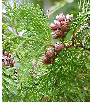 MAGIČNA SVOJSTVA - CEDAR