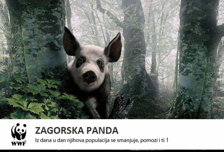 ZAGORSKI PANDA