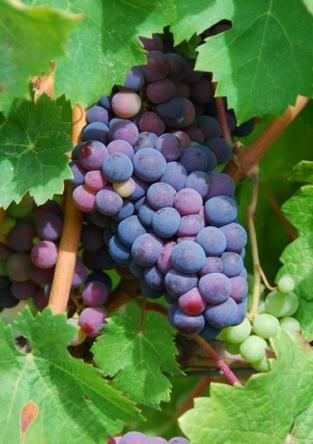  Resveratrol (sastojakl) iz grožđa jača imunitet i skida kilograme