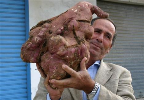 Krumpir teži od 11 kg narastao na jugu Libanona