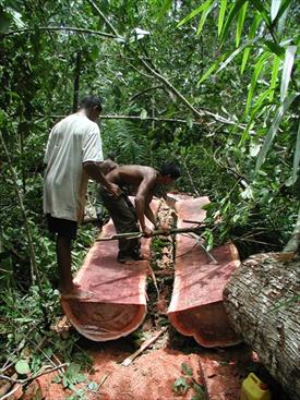 Hakeri pomažu ilegalnu sječu brazilske prašume