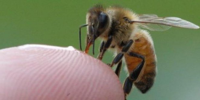 Pčele na kokainu zuje isto kao i ljudi