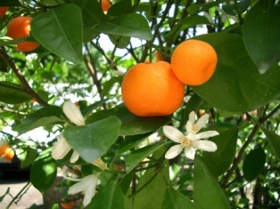 otrov mandarine