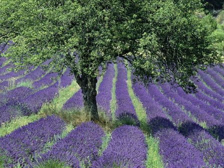 Božanstvena lavanda