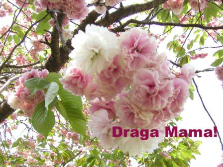 Draga mama