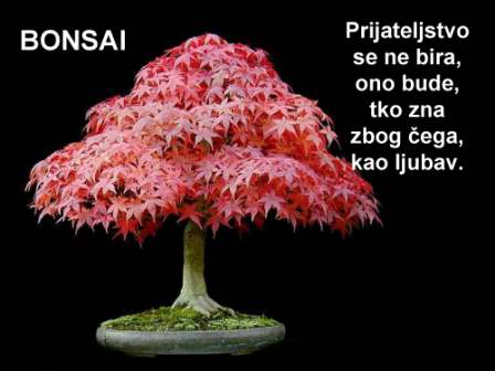 Bonsai...