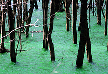 Zašto je jezero Ponikve pozelenilo?