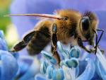 SF na domaći način: pčele traže mine zaostale iz Domovinskog rata