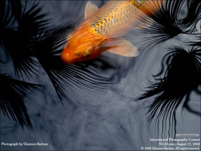 Best photography Contest