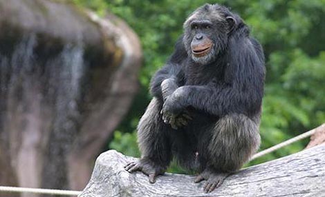Čimpanze imaju sposobnost planiranja budućnosti