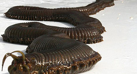 Otkriven gigantski, proždrvljivi morski crv