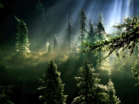 Magični otok - čuvaj šume