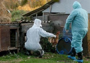 WHO: Situacija je ozbiljna- Svinjska gripa