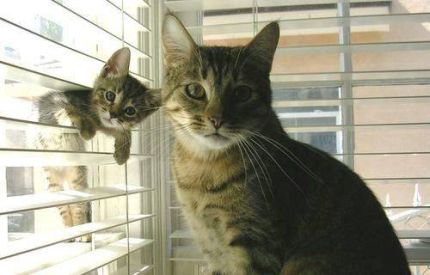 Par sličica kojima komentar nije potreban