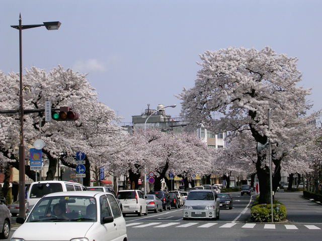 Sakura season in Japan