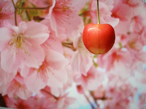 Sakura (trešnja)