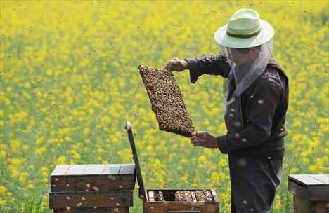 Misteriozno izumiranje pčela na pomolu i u Hrvatskoj