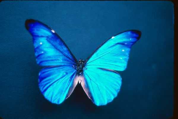 Butterfly: The Mysteries of Transformation