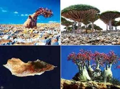 Strange Island - Čudan otok