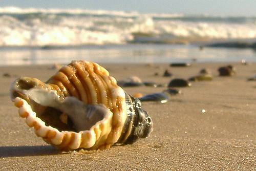 školjka na plaži, more u daljini, pješčana plaža