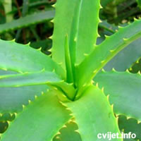 Aloe Vera II