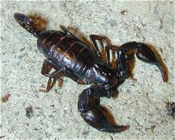 Otrov plavog škorpiona - još jedno oružje u borbi protiv raka?