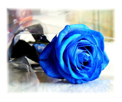 Ljubav sa plavom ružom