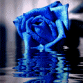 plava ruža