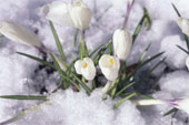 snijeg - cvijeće u snijegu 