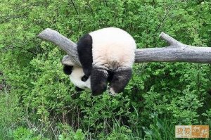 Panda terapija