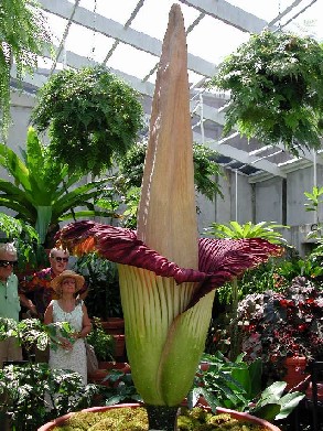 AMORPHOPHALLUS TITANIUM