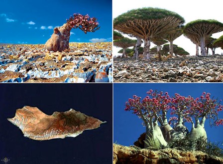 Socotra - cudan otok u Indijskom oceanu