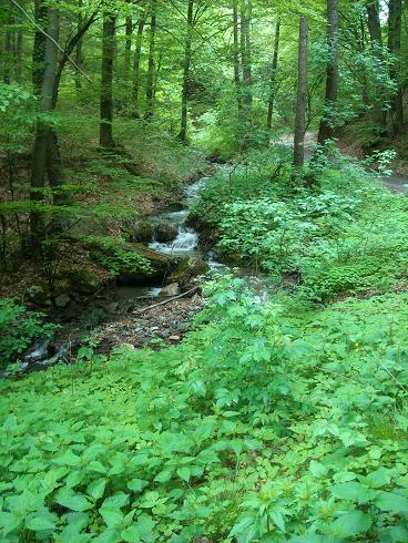 Piano In The Forest