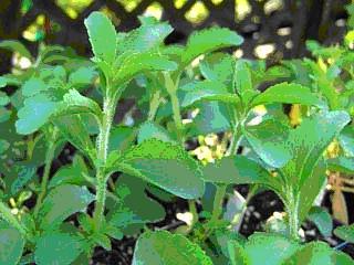 STEVIA – šećer za dijabetičare