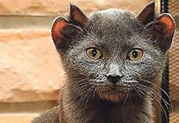 Maca s dva para ušiju