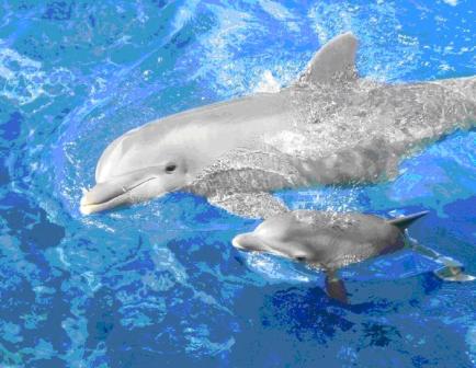 Posvećenost majke delfina poslije smrti mladunčeta