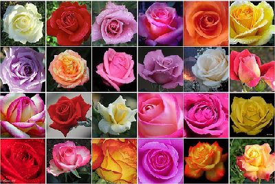 Ruže hybridi (hibridi)