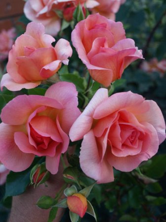 Ruže Floribunde